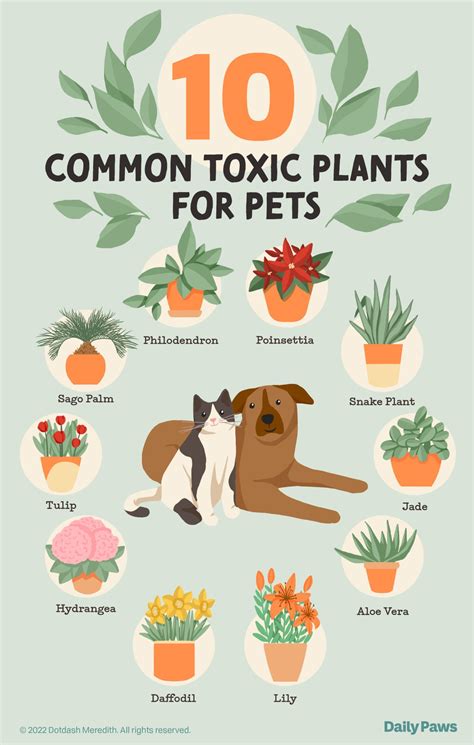 What flowers are toxic to cats. Things To Know About What flowers are toxic to cats. 